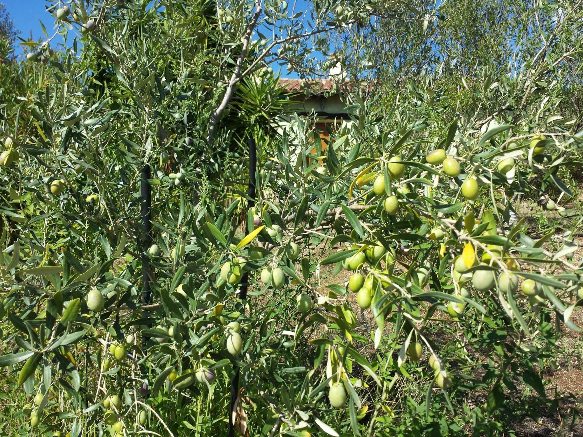 Agriturismo Agrisole Olbia Ngoại thất bức ảnh